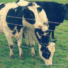 Cerca de rancho galvanizado para venda